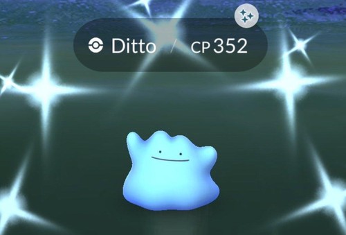 Shiny ditto t c - ✨, p
